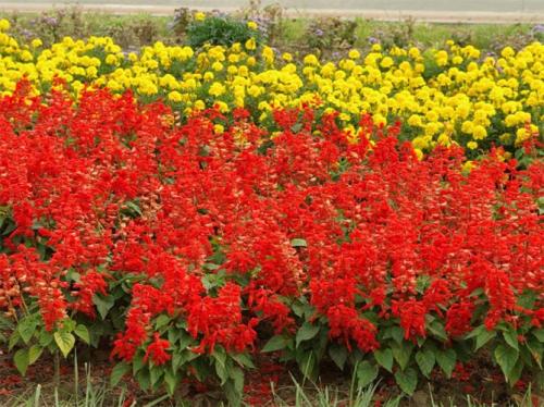 Какие цветы сажать весной, чтобы цвели все лето. Цветущие все лето низкорослые цветы для клумбы, фото и названия