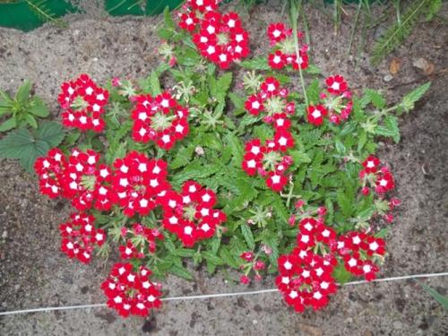 Какие цветы сажать весной, чтобы цвели все лето. Цветущие все лето низкорослые цветы для клумбы, фото и названия