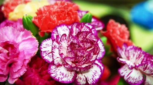 Многолетние цветы без рассады. Многолетние цветы для дачи, цветущие все лето