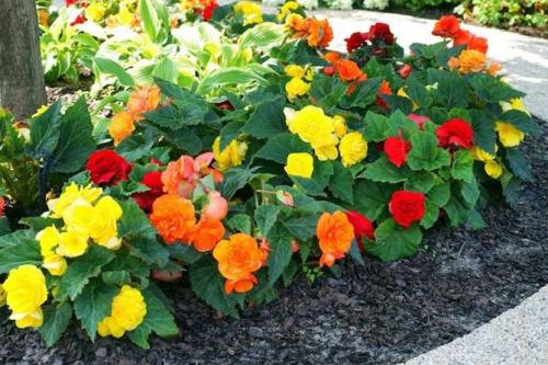 Какие цветы сажать весной, чтобы цвели все лето. Цветущие все лето низкорослые цветы для клумбы, фото и названия