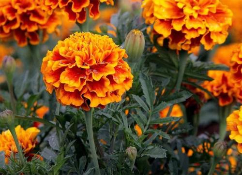 Какие цветы сажать весной, чтобы цвели все лето. Цветущие все лето низкорослые цветы для клумбы, фото и названия