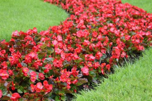 Какие цветы сажать весной, чтобы цвели все лето. Цветущие все лето низкорослые цветы для клумбы, фото и названия