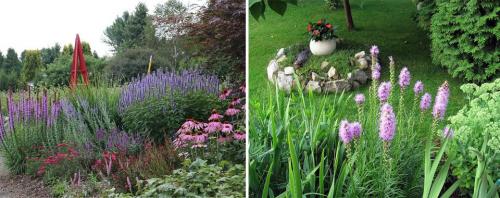 Многолетние цветы когда сажать. Многолетние цветы для дачи