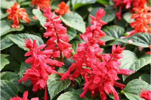 Какие цветы сажать весной, чтобы цвели все лето. Цветущие все лето низкорослые цветы для клумбы, фото и названия