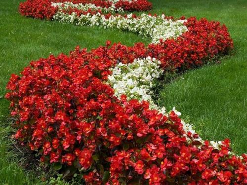 Какие цветы сажать весной, чтобы цвели все лето. Цветущие все лето низкорослые цветы для клумбы, фото и названия