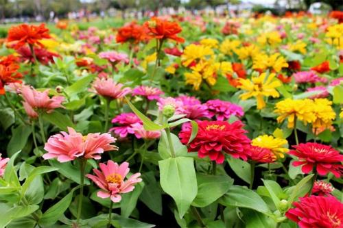 Какие цветы сажать весной, чтобы цвели все лето. Цветущие все лето низкорослые цветы для клумбы, фото и названия