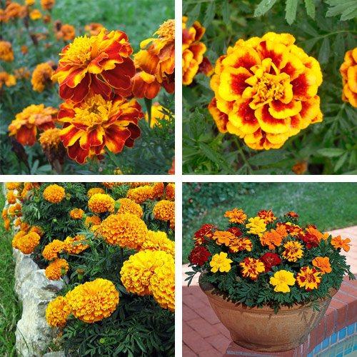 Какие цветы можно сажать в марте в открытый грунт. I. Цветы, которые можно сажать в начале весны