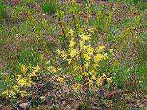 Пересадка форзиции осенью. Посадка