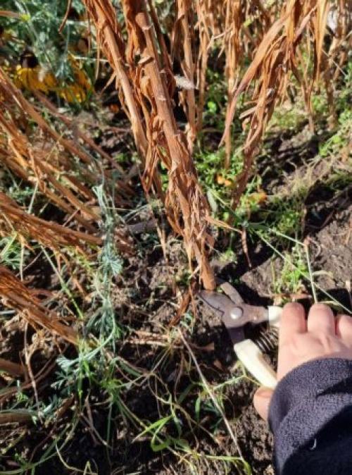 Осенняя обрезка многолетних цветов. Какие многолетники нужно обрезать осенью, а какие нельзя