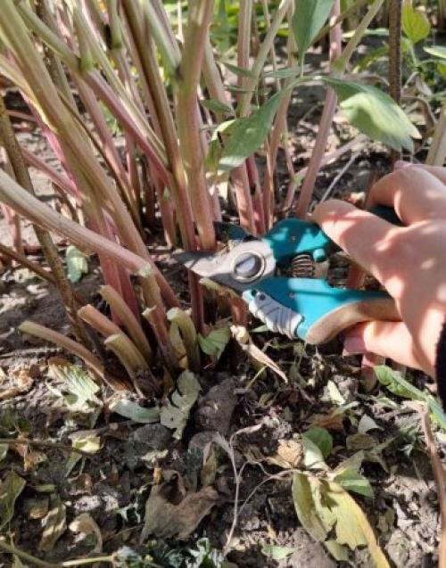 Осенняя обрезка многолетних цветов. Какие многолетники нужно обрезать осенью, а какие нельзя