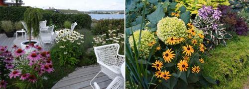 Многолетние цветы без рассады. Многолетние цветы для дачи