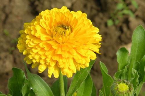 Посадка однолетних цветов в открытый грунт. Однолетники: выращивать проще простого!