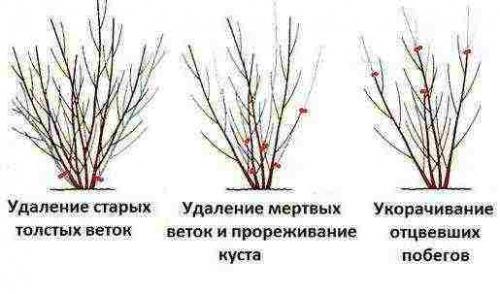 Пересадка форзиции осенью. Посадка