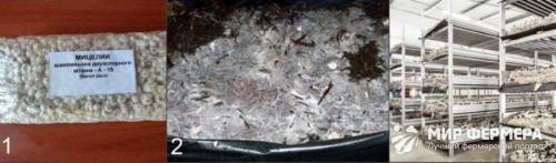 Выращивание шампиньонов в домашних условиях от А до Я. Какое помещение выбрать? 03