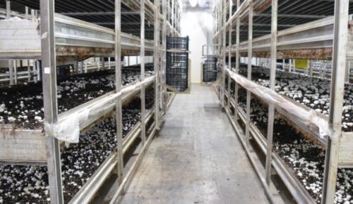 Выращивание шампиньонов бизнес. Основные способы выращивания грибов