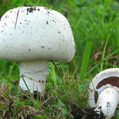 Выращивание шампиньонов на опилках. Как вырастить шампиньоны в домашних условиях