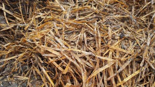 Выращивание шампиньонов в домашних условиях от А до Я. Какое помещение выбрать?