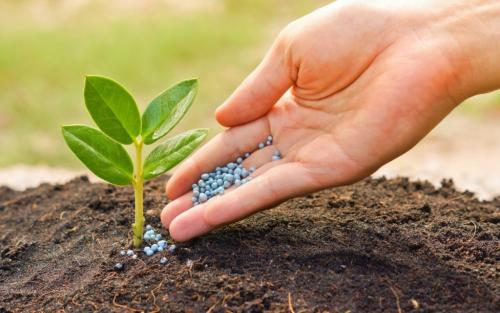 Какая почва на дачном участке. Как определить, какая почва на дачном участке