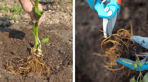 Весенняя пересадка многолетних цветов – когда и как правильно 16