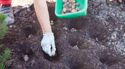 Весенняя пересадка многолетних цветов – когда и как правильно 18