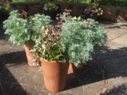 Многолетние цветы в горшках на улице. Многолетники