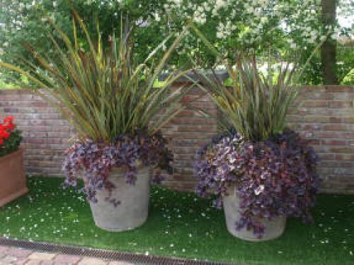 Многолетние цветы в горшках на улице. Многолетники