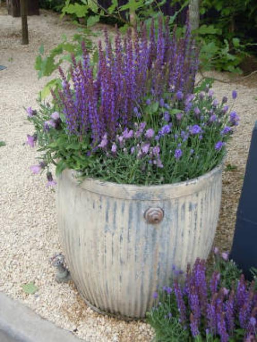 Многолетние цветы в горшках на улице. Многолетники