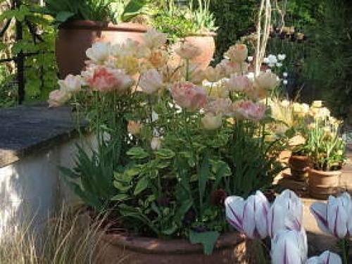 Многолетние цветы в горшках на улице. Многолетники