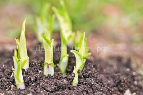 Весенняя пересадка многолетних цветов – когда и как правильно 01