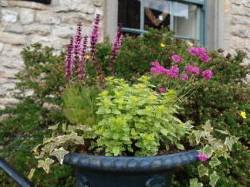 Многолетние цветы в горшках на улице. Многолетники