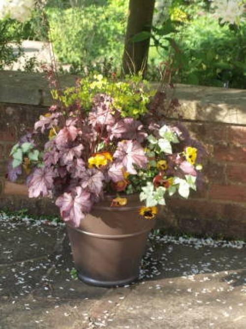 Многолетние цветы в горшках на улице. Многолетники