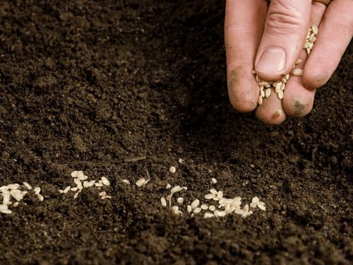 Посев семян под зиму. Добавление статьи в новую подборку 12