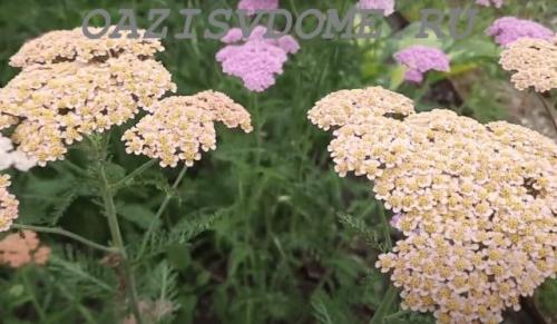 Какие цветы можно сеять под зиму. 26 цветов которые можно посадить осенью под зиму