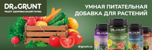 Какие многолетние цветы можно посадить осенью семенами. ТОП-22, какие цветы можно сажать осенью под зиму