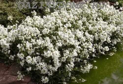 Какие цветы можно сеять под зиму. 26 цветов которые можно посадить осенью под зиму