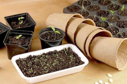 Какие многолетние цветы можно посадить осенью семенами. ТОП-22, какие цветы можно сажать осенью под зиму