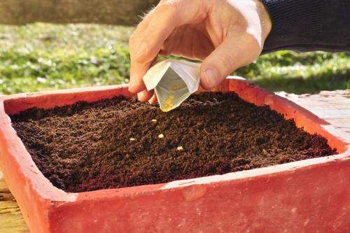 Какие многолетние цветы можно посадить осенью семенами. ТОП-22, какие цветы можно сажать осенью под зиму