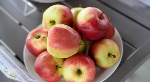 Какой сорт яблок имеет красную мякоть. Немного истории 01 Какой сорт яблок имеет красную мякоть. Немного истории 01