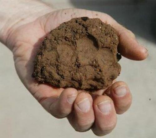 Тип почвы на участке. Типы почв и их особенности 01 Тип почвы на участке. Типы почв и их особенности 01