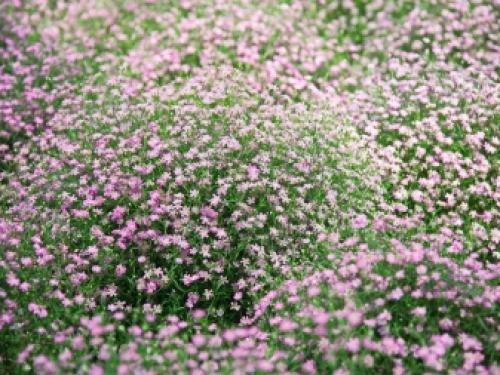 7 лучших вариантов многолетних цветов.. Популярные цветы-многолетники для сада и дачного участка 06