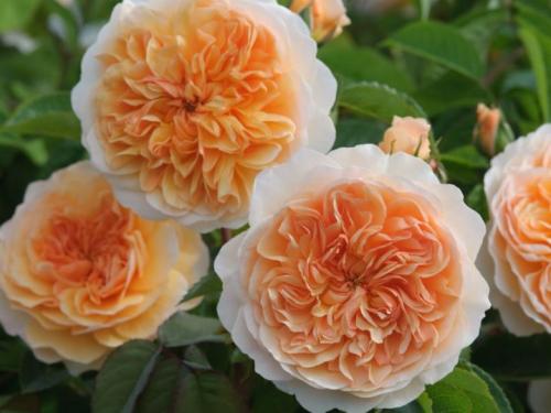 7 лучших вариантов многолетних цветов.. Популярные цветы-многолетники для сада и дачного участка 08