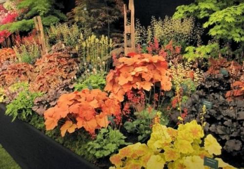 Какие многолетние цветы можно сеять под зиму. 26 цветов которые можно посадить осенью под зиму