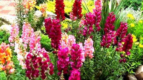 Посадка цветов в зиму. Правила осенних работ 04 Посадка цветов в зиму. Правила осенних работ 04