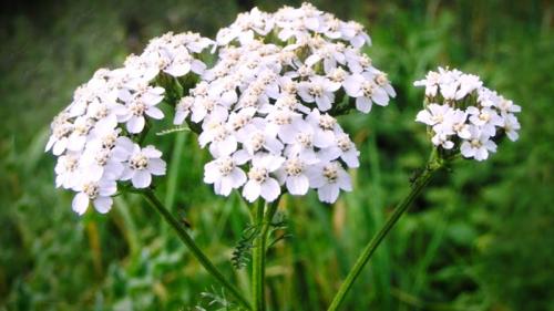 Посадка цветов в зиму. Правила осенних работ 10 Посадка цветов в зиму. Правила осенних работ 10