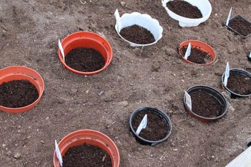 Подзимний посев цветов в емкости. Посев семян в ёмкости