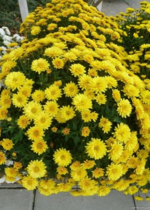 7 лучших вариантов многолетних цветов.. Популярные цветы-многолетники для сада и дачного участка 02