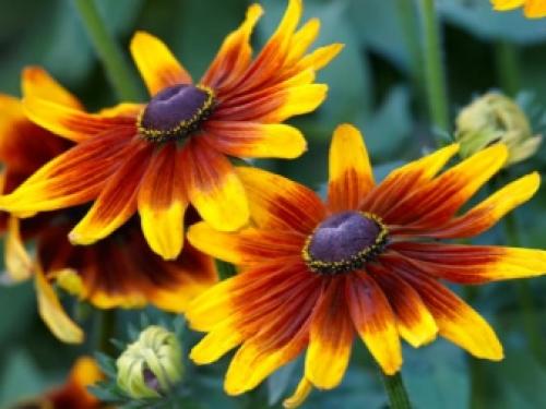 7 лучших вариантов многолетних цветов.. Популярные цветы-многолетники для сада и дачного участка 04