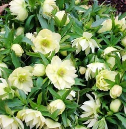 Посадка цветов в зиму. Правила осенних работ 17 Посадка цветов в зиму. Правила осенних работ 17