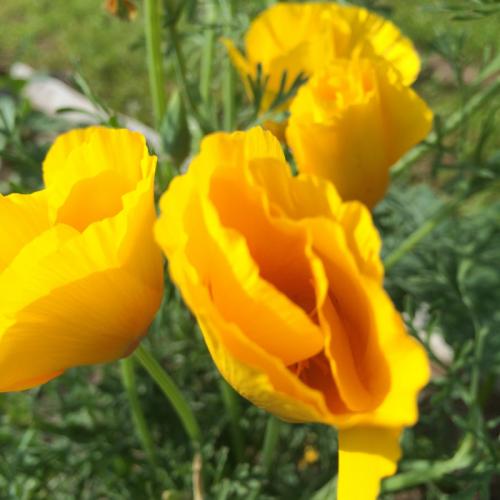 Посадка цветов в зиму. Правила осенних работ 06 Посадка цветов в зиму. Правила осенних работ 06