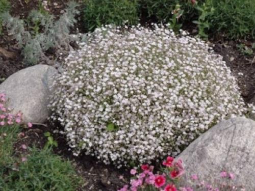 7 лучших вариантов многолетних цветов.. Популярные цветы-многолетники для сада и дачного участка 07